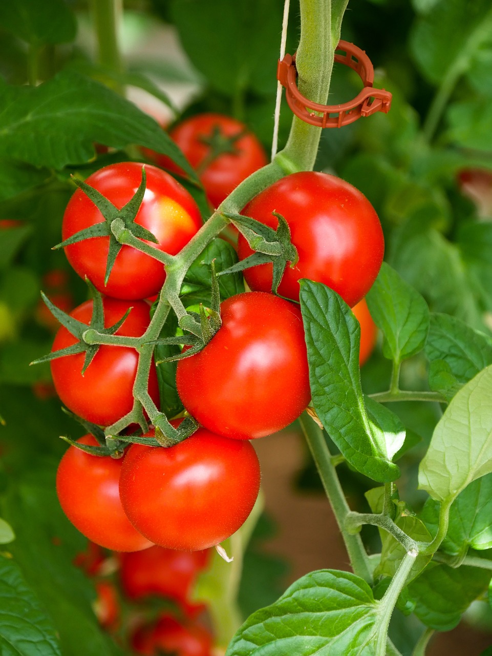 meal, tomatoes, food-4384021.jpg